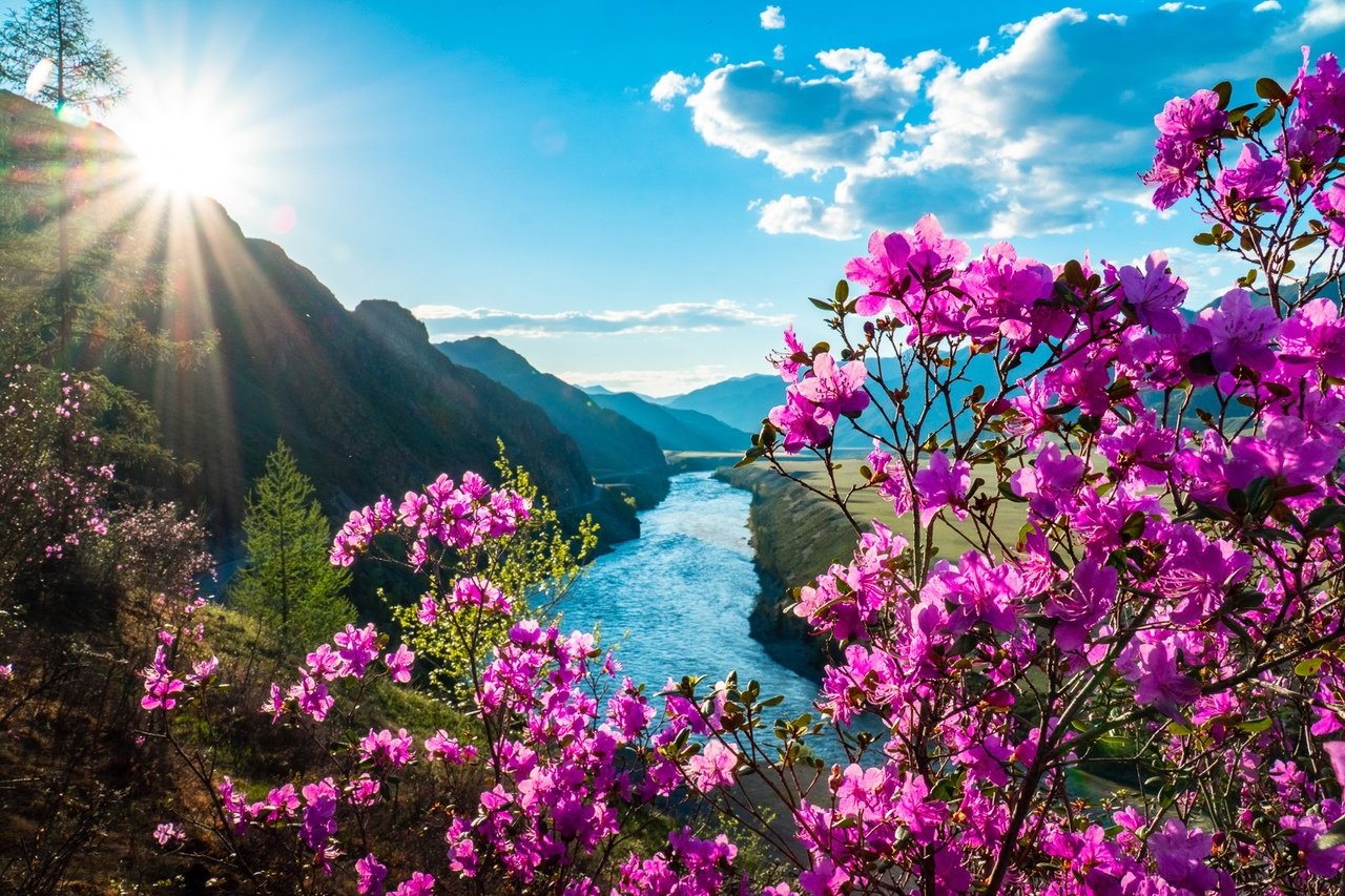 Весенний тур по Алтаю «Цветение&nbsp;маральника»